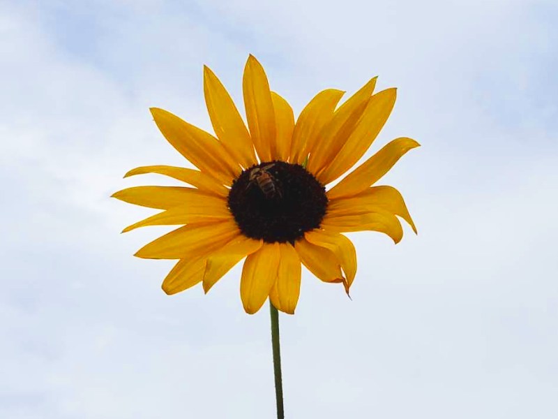 The Immediate Effects of&nbsp;Loss