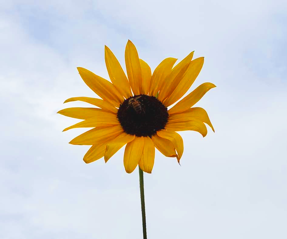 The Immediate Effects of&nbsp;Loss