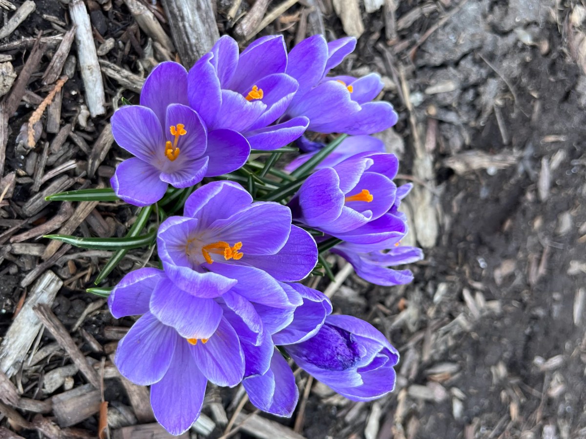 Embracing Divine Trust on the Journey of&nbsp;Grief